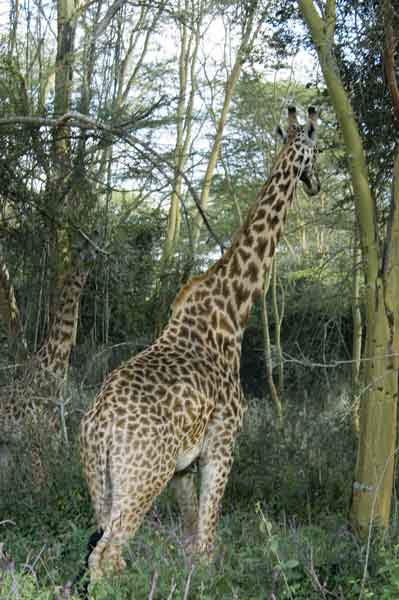 Jirafa - lago Naivasha - Kenia 1.jpg